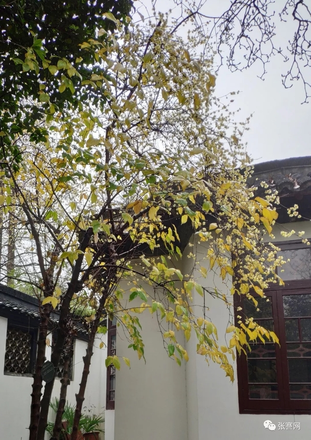啬公诗咏蜡梅花 (2).jpg